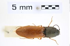Foto (Dorsalansicht) von Acteniceromorphus fulvipennis (Lewis, 1894) (NHMW-ZOO-COL-0008310)